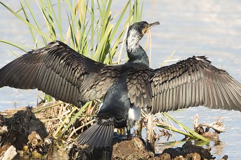 Phalacrocorax carbo Great Cormorant Aalscholver